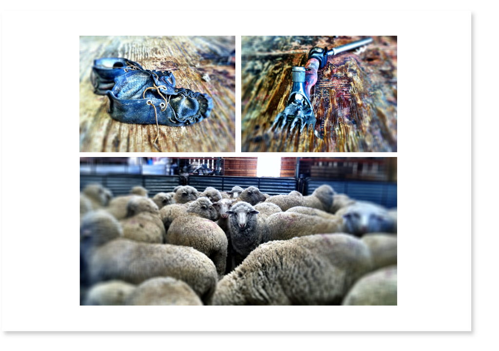 photo sheep